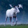 WildFrontier🫎's profile picture