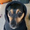 My Dog Blaze 的头像