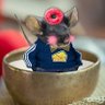 Dumber than a Bowl full of Mice #Fella 🇺🇸🇺🇦 profil fotoğrafı