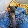 Задуши себя сам 的头像