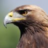 Greagle profil fotoğrafı