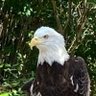 Old Eagle Driver 🇺🇸's profile picture
