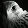 بومهره's profile picture