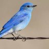 Theblueguy profil fotoğrafı