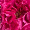 Фото профиля RoseWithJose