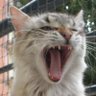 Profilbild von 猫野しもべ