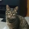 Profilbild von キャット