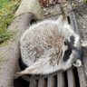 Faddass Raccoon profil fotoğrafı