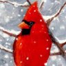 Redbird profil fotoğrafı