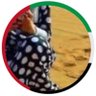 Profilbild von علياء ..🇦🇪