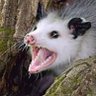 La Zarigueya's profile picture