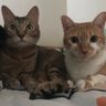 Profilbild von Cc Cat