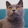 オッズくん's profile picture
