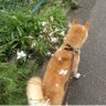ゆゆ 的头像