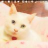 千代のしっぼ's profile picture