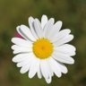 Mondarori profil fotoğrafı