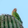 🦜KevinSomeLynn🌵(Parroty Acct)'s profile picture