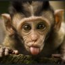 Mocking Monk ๐ฎ๐ณ's profile picture