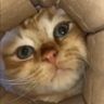 memo's profile picture