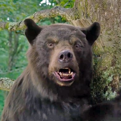 Cocaine Bear's profile picture