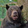 Cocaine Bear profil fotoğrafı