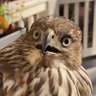 nope's profile picture