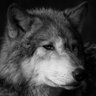 Maug 🐺's profile picture