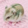 はむこ 的头像