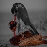 Naif profil fotoğrafı