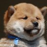 Фото профиля スケポン🐶🐈