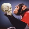 Profilbild von Michael the chimp