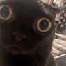 Profilbild von 100T Vinnie