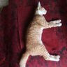 Mas Wais's profile picture