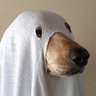my pfp is a ghost btw profil fotoğrafı