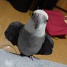 ハンキー profil fotoğrafı