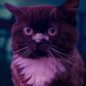 Aliaksei profil fotoğrafı