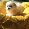 カナコ 的头像