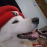 vem na foice's profile picture