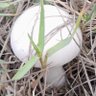 Фото профиля asgari vatandaş