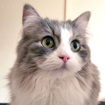 Rame・ラメ's profile picture