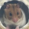 しばいぬ💫 的头像