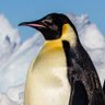 Profilbild von Roger Penguin
