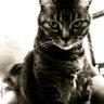 shaka2x profil fotoğrafı