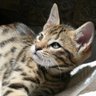 CatLady 的头像