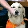 Henry Dewey's profile picture