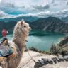delatribu profil fotoğrafı