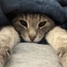 Cooper the Cat 的头像