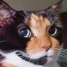 Фото профиля Lucy D'cat