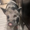 PorkDew's profile picture