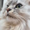 むろちゃTV's profile picture